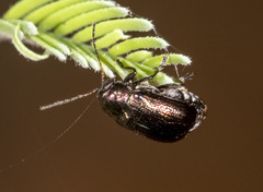Aporocera viridis