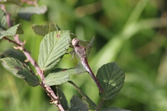 Sympetrum nigrifemur