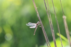 Sympetrum nigrifemur