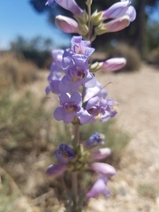 Penstemon pachyphyllus congestus