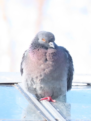 Columba livia domestica