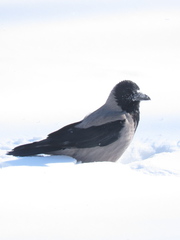 Corvus cornix