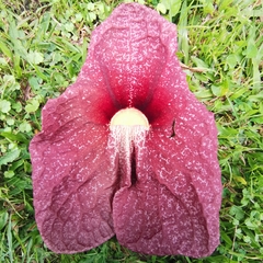 Aristolochia gigantea