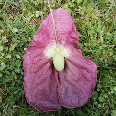 Aristolochia gigantea