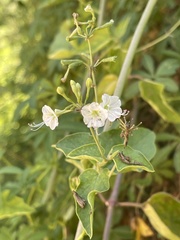 Commicarpus plumbagineus