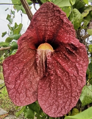 Aristolochia gigantea