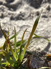 Holcus lanatus