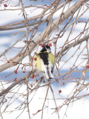 Parus major