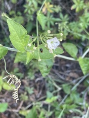 Commicarpus plumbagineus