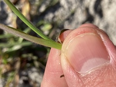 Holcus lanatus