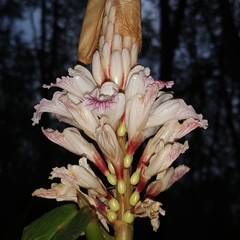 Alpinia oxyphylla