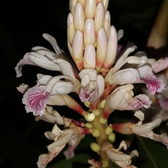 Alpinia oxyphylla