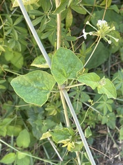 Commicarpus plumbagineus