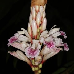 Alpinia oxyphylla