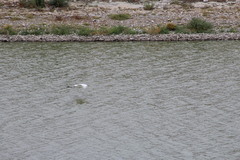 Ardea alba