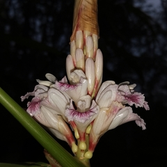 Alpinia oxyphylla