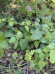 Commicarpus plumbagineus