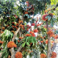 Saraca griffithiana