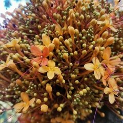 Saraca griffithiana