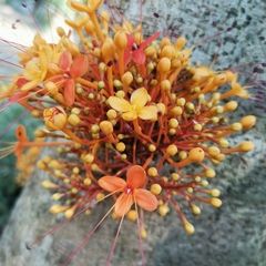 Saraca griffithiana