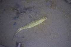 Triturus karelinii