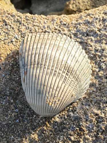 Giant Atlantic Cockle