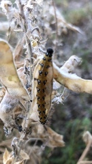 Uresiphita reversalis