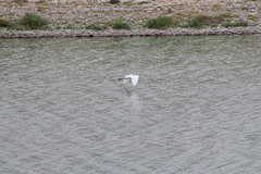 Ardea alba