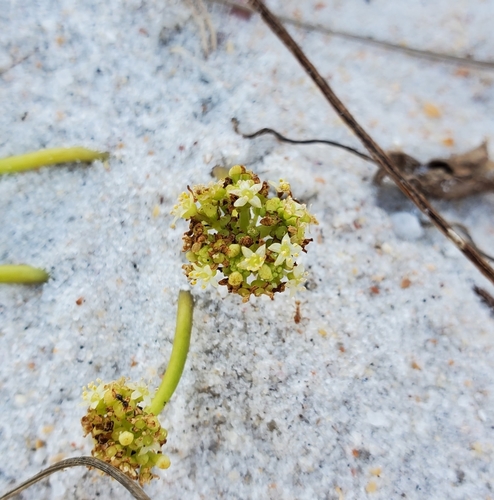 Hydrocotyle bonariensis image