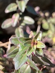 Thymus vulgaris