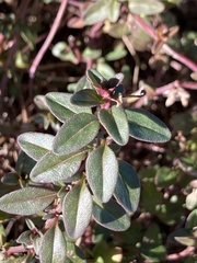Thymus vulgaris