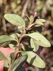 Thymus vulgaris