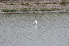 Ardea alba