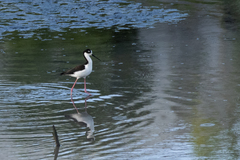Himantopus mexicanus