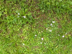 Mazus fauriei