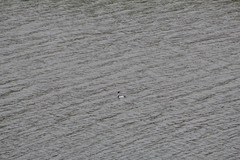 Aechmophorus occidentalis