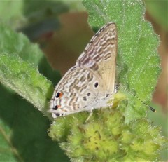 Anthene dulcis dulcis