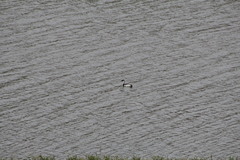 Aechmophorus occidentalis