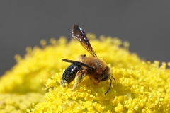 Andrena vachali