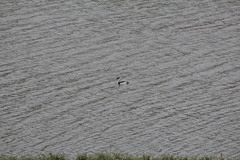 Aechmophorus occidentalis