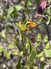 Barleria senensis