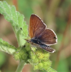 Anthene dulcis dulcis