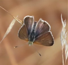 Anthene dulcis dulcis