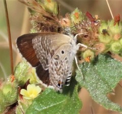 Anthene dulcis dulcis