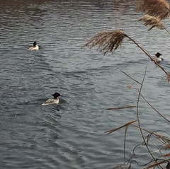 Mergus merganser