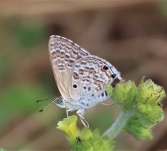 Anthene dulcis dulcis