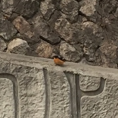 Phoenicurus auroreus