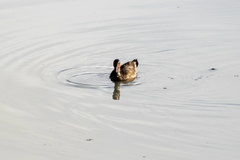 Amazonetta brasiliensis