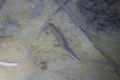 Triturus karelinii