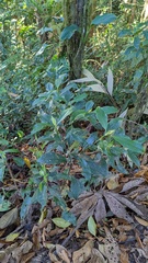 Palicourea axillaris